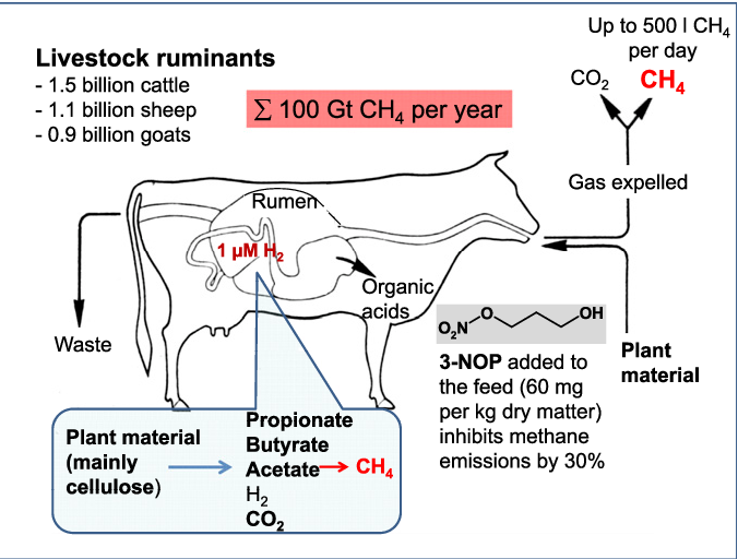 3-NOP inhibits methane emissions by 30%