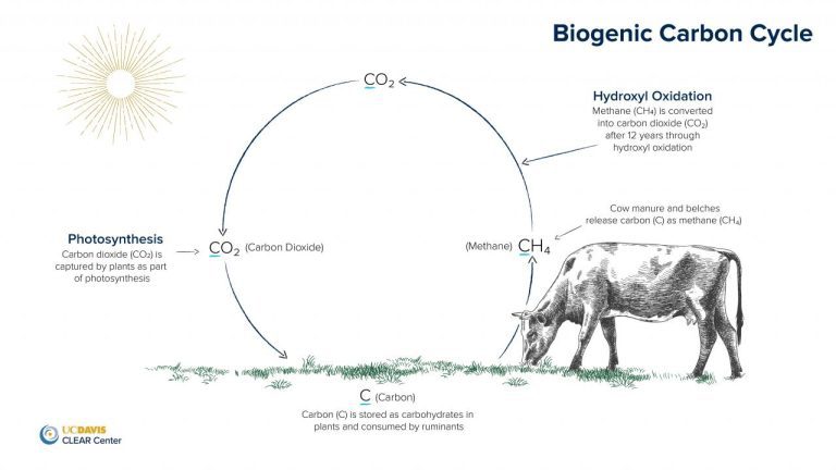Biogenic Carbon Cycle and how methane is short lived